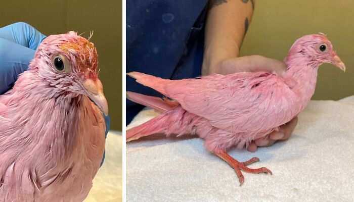 Esta paloma fue teñida de rosa para una fiesta de revelación de género, y ahora sus rescatadores intentan salvarla