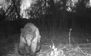 Este oso negro encontró una cámara en el bosque y se hizo 400 selfies