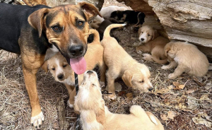 Esta mujer quiso rescatar a un perro que pedía ayuda y acabó encontrando 16 cachorros por sorpresa