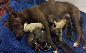 En esta escuela mexicana rescataron a una perrita, y poco después dio a luz a 8 adorables cachorros