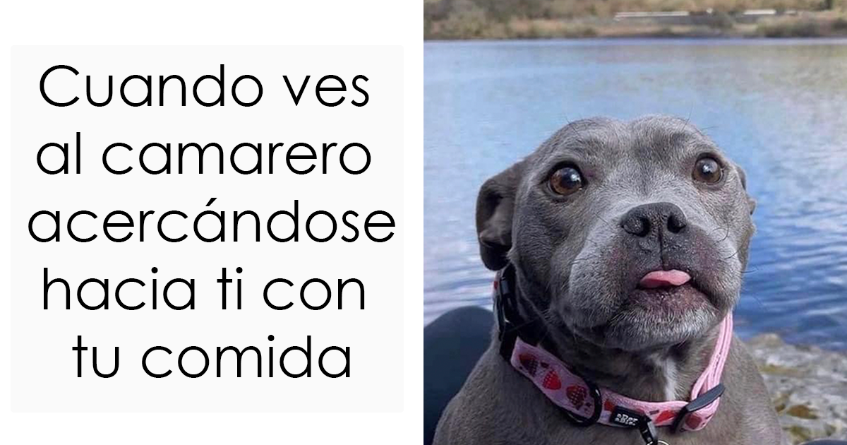 20 Divertidos memes que te resultarán dolorosamente familiares