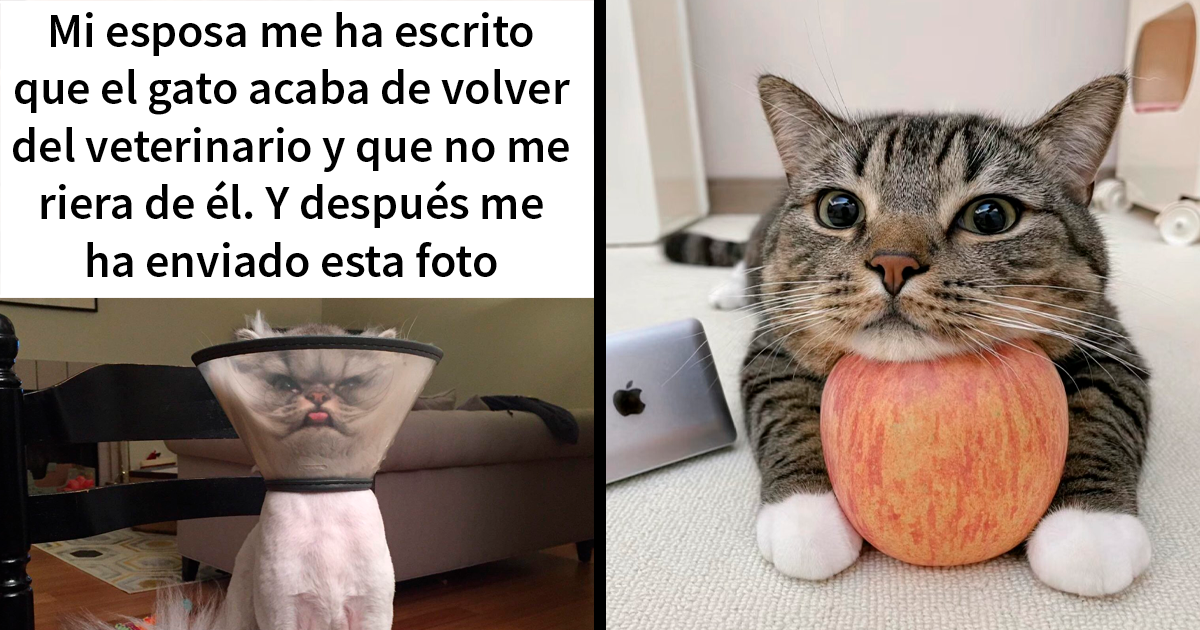 25 Memes de gatos tan divertidos como adorables (nuevas imágenes ...