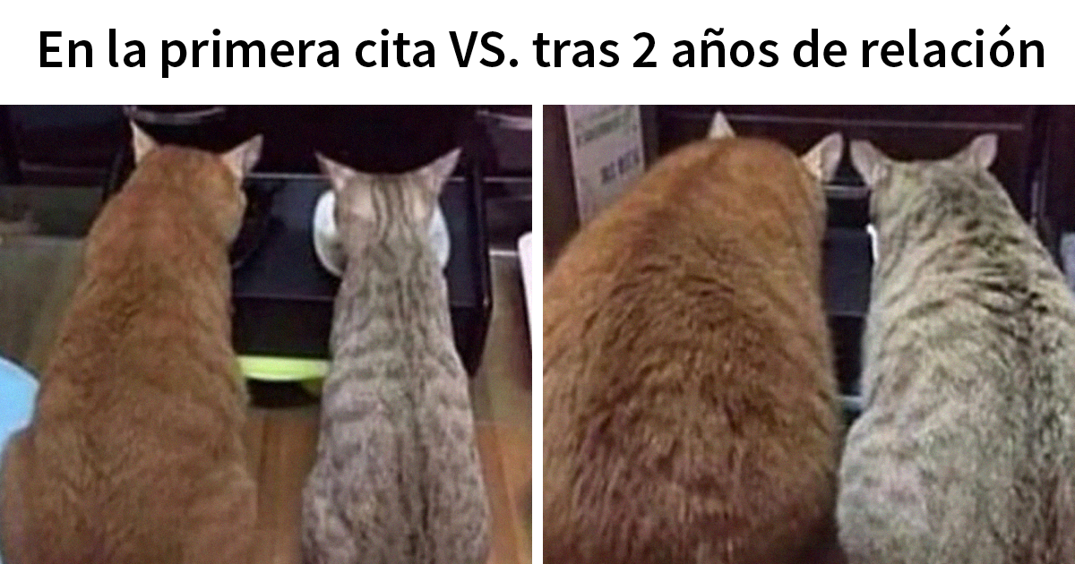 20 Fotos de animales que estaban destinadas a convertirse en memes