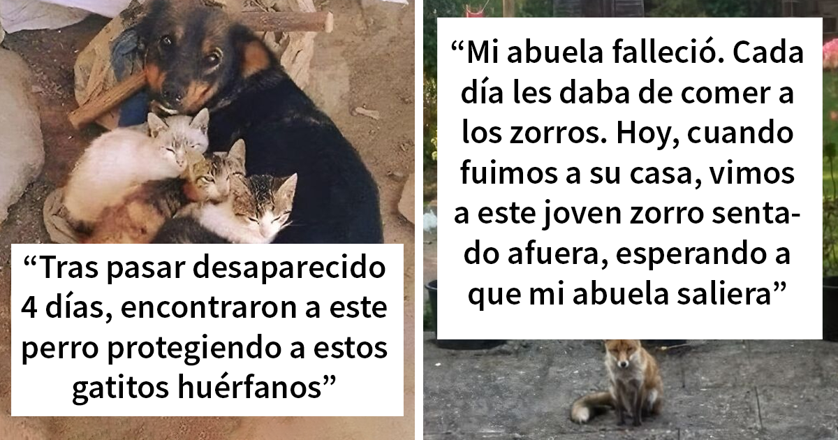 23 Historias reconfortantes que demuestran que no nos merecemos a los animales