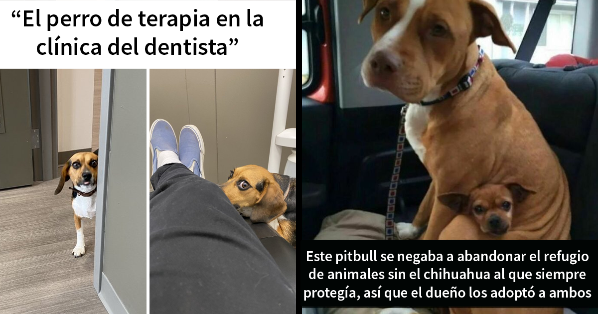 20 Memes conmovedores sobre perros que te gustarán más que los humanos