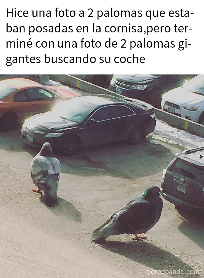 Intento de hacer fotos a los pájaros