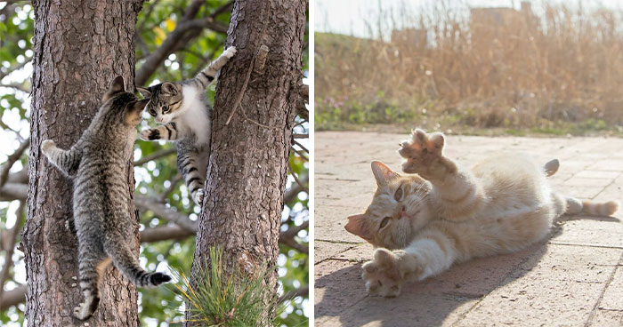 Estas 41 fotos de Masayuki Oki nos cuentan cómo es la vida de los gatos callejeros de Tokio