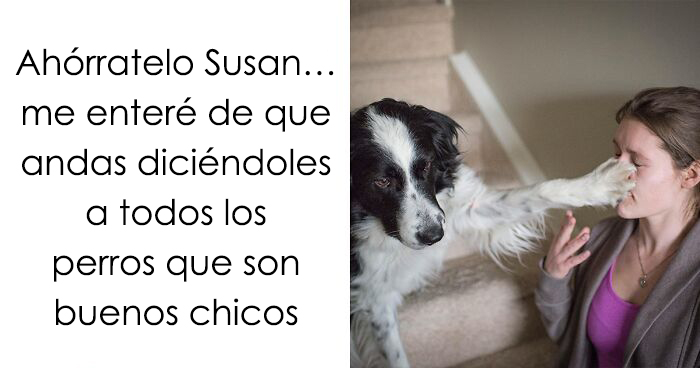 35 memes de perros adorablemente graciosos