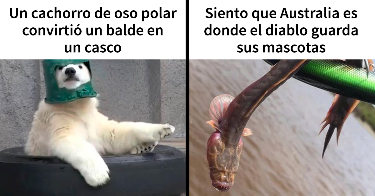 Estos 25 memes divertidos los distraerán de lo que sea que deberían estar haciendo