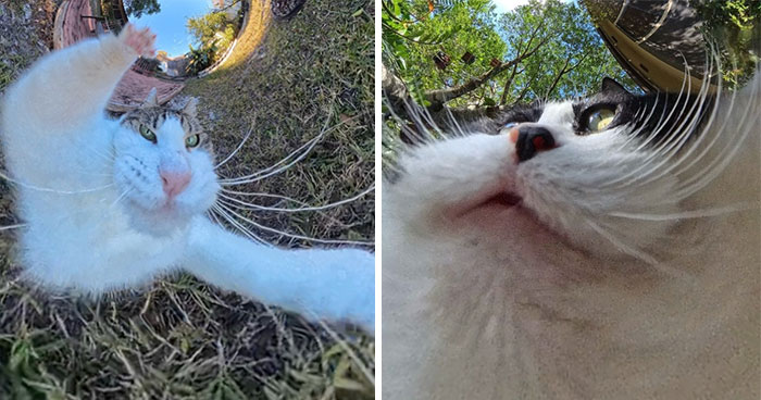 39 fotos graciosas de estos gatos que su dueño capturó con una cámara en 360º