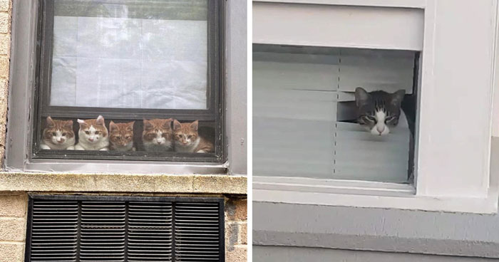 Esta cuenta de Instagram comparte las fotos más lindas de gatos en ventanas (30 imágenes)