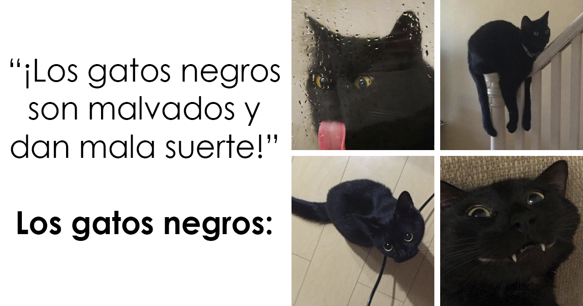 20 Reconfortantes memes de animales para alegrarte el día