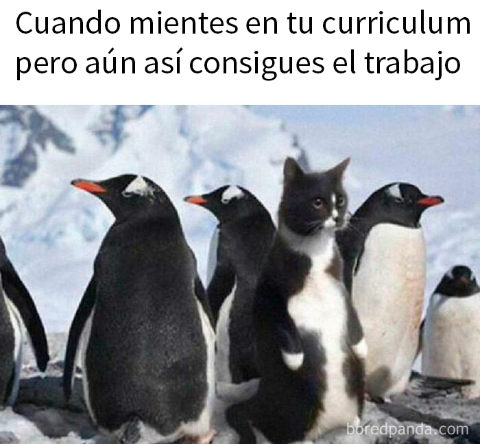 Gato disfrazado de pingüino en una publicación divertida rodeado de pingüinos reales.