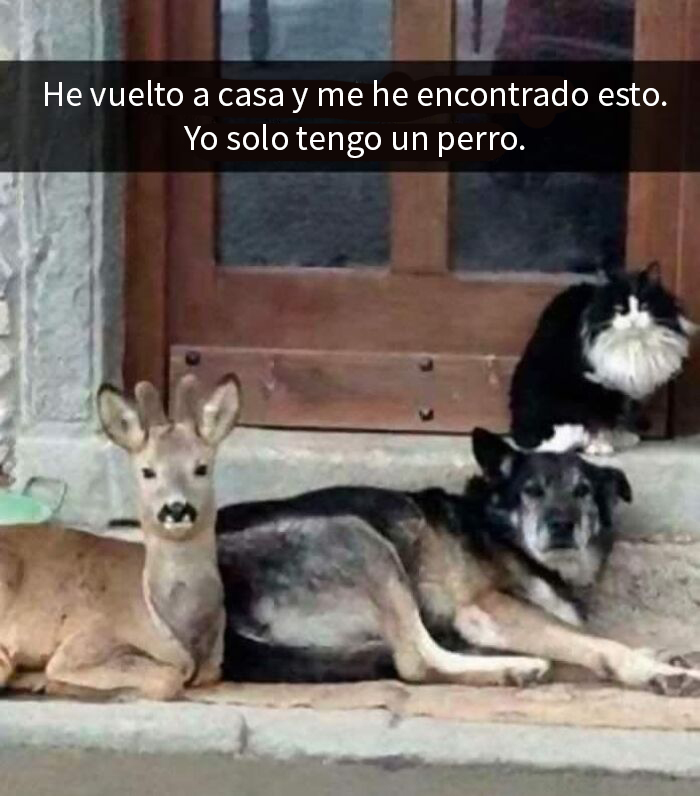 Animales graciosos en la puerta de una casa, incluyendo un perro, un ciervo y un gato, en una escena divertida.