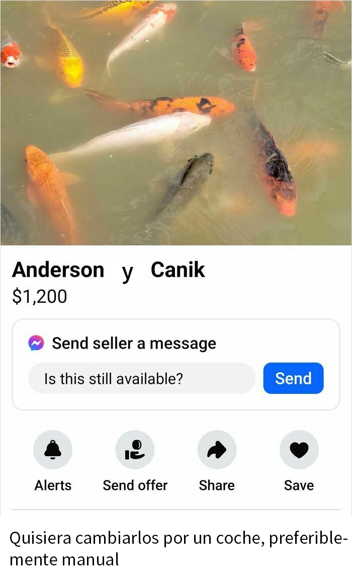 Venta de peces koi en Facebook Marketplace, oferta delirante de intercambio por coche.